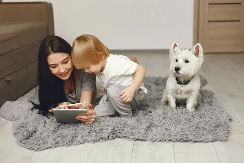 Attention, pet owners – How to find your perfect rug
