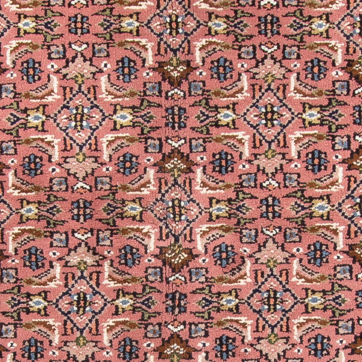 Oriental Rug - Bidjar - Indus - 240 x 170 cm - salmon