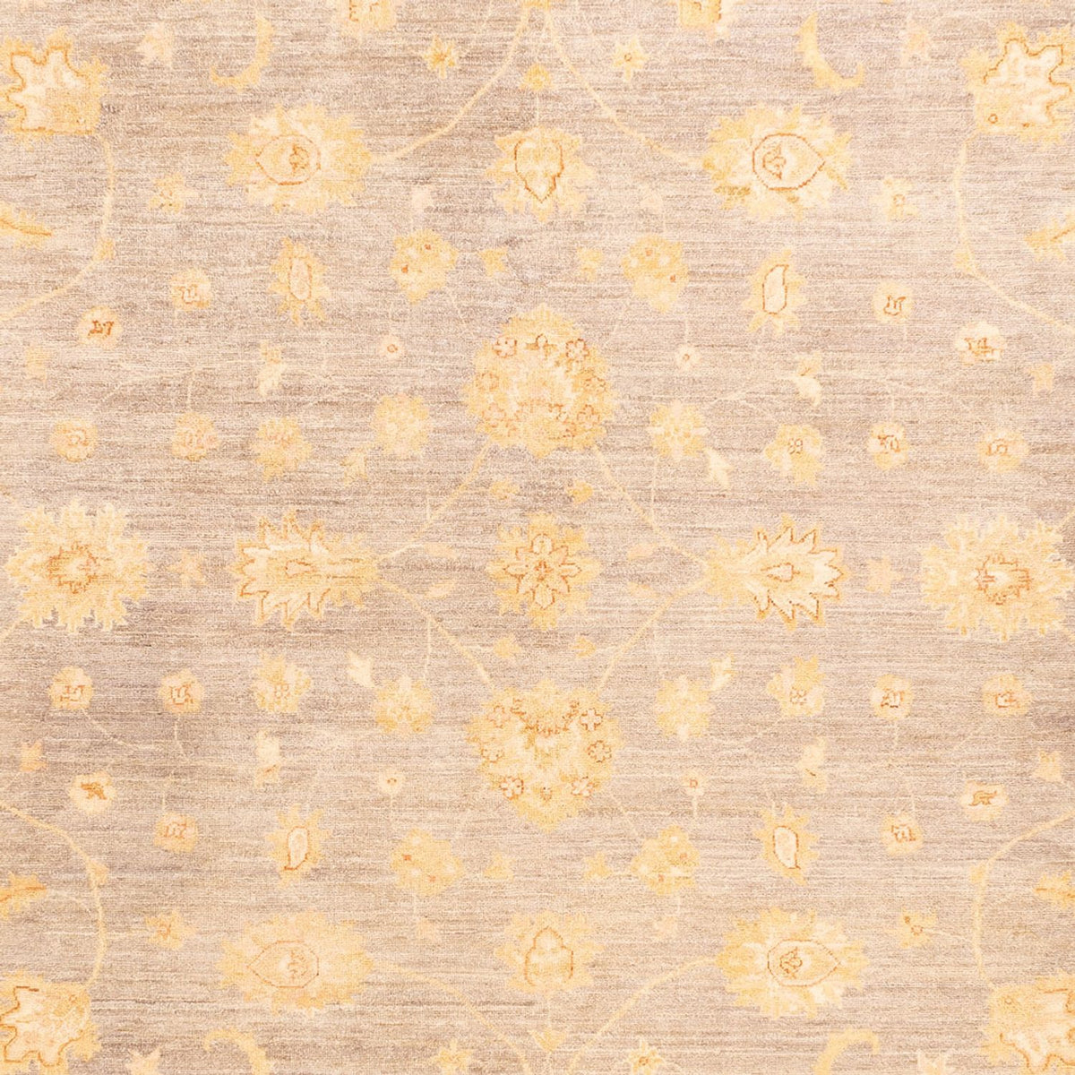 Ziegler Rug - 354 x 260 cm - beige