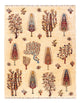 Ariana Rug 218x170cm - Oriental Rug