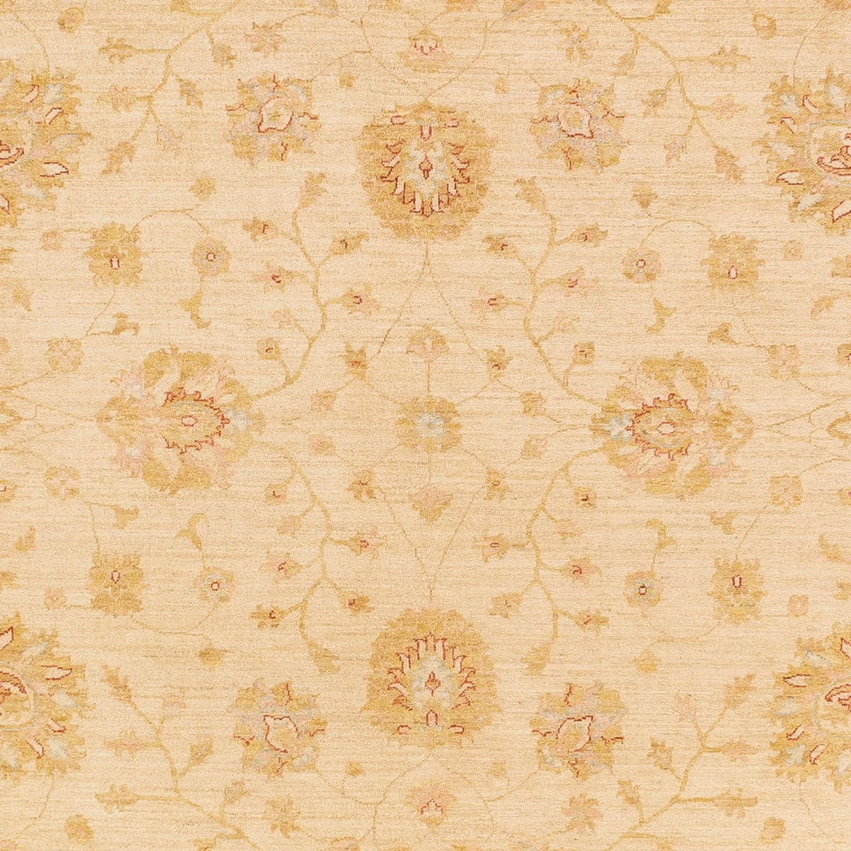 Ziegler Rug - 365 x 273 cm - beige