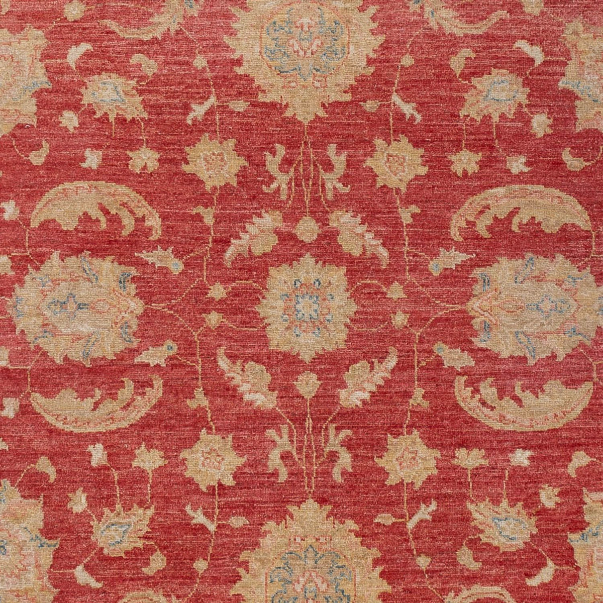 Ziegler Rug - 297 x 202 cm - red