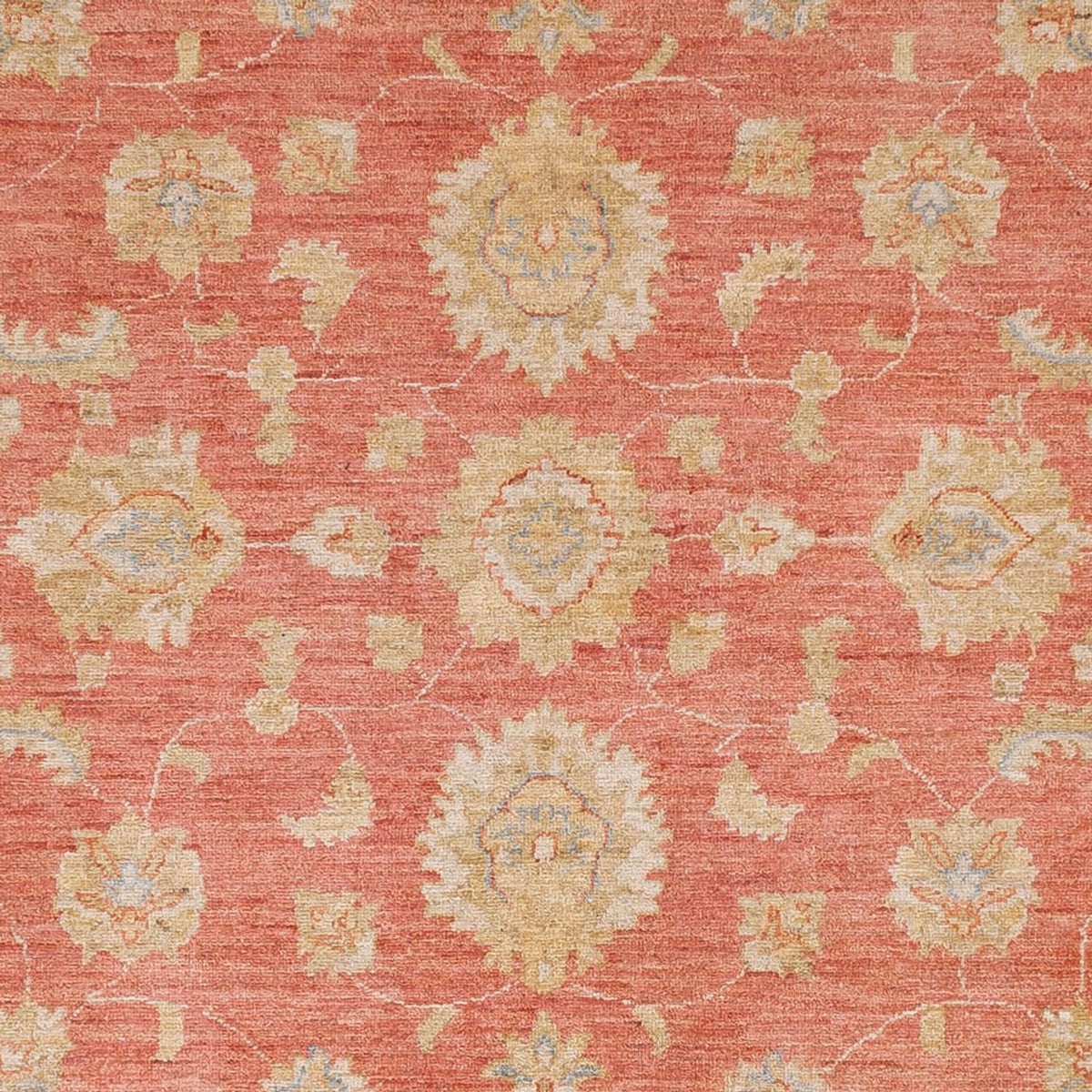 Ziegler Rug - 291 x 250 cm - light red