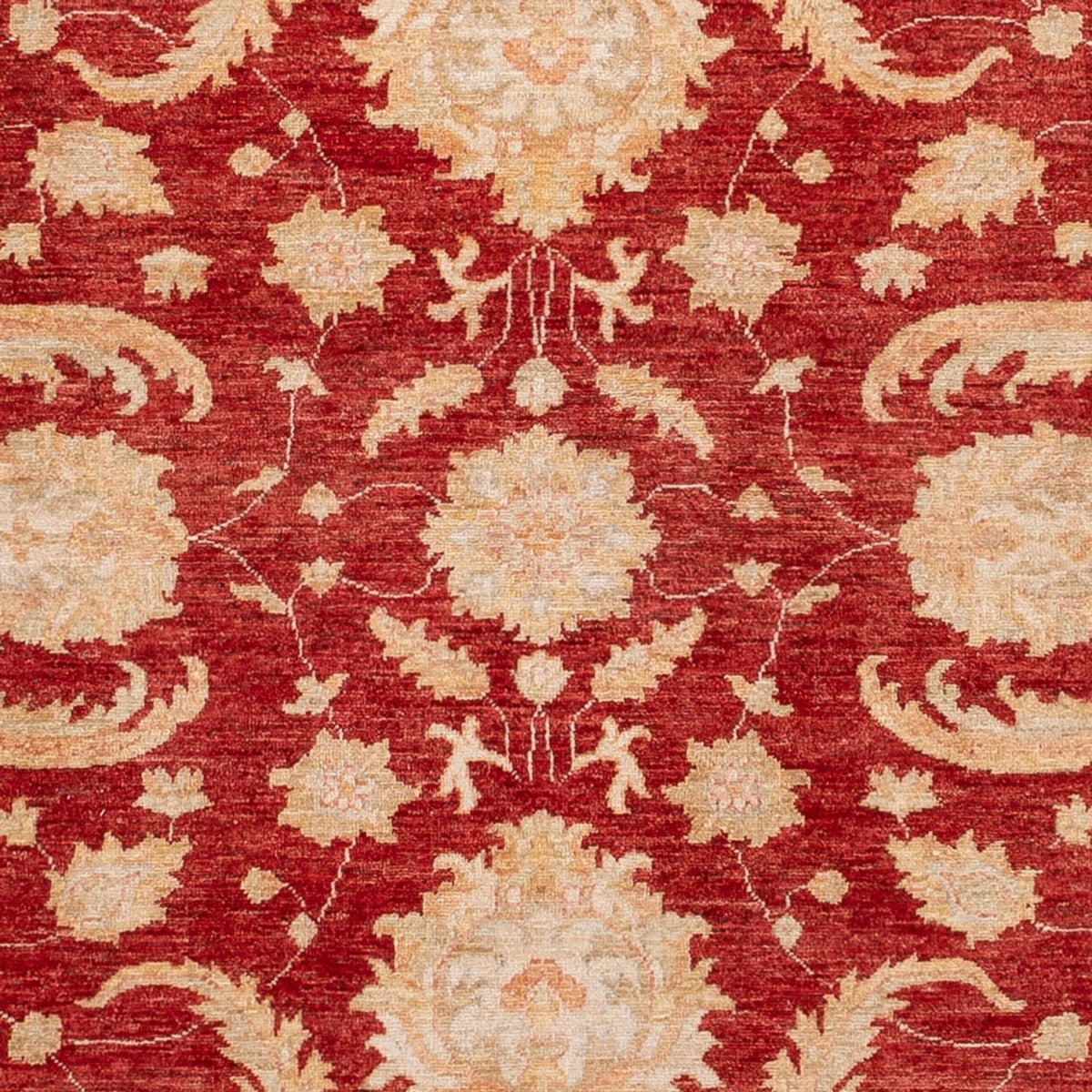 Ziegler Rug - 297 x 252 cm - red