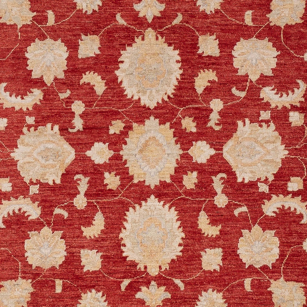 Ziegler Rug - 303 x 250 cm - red