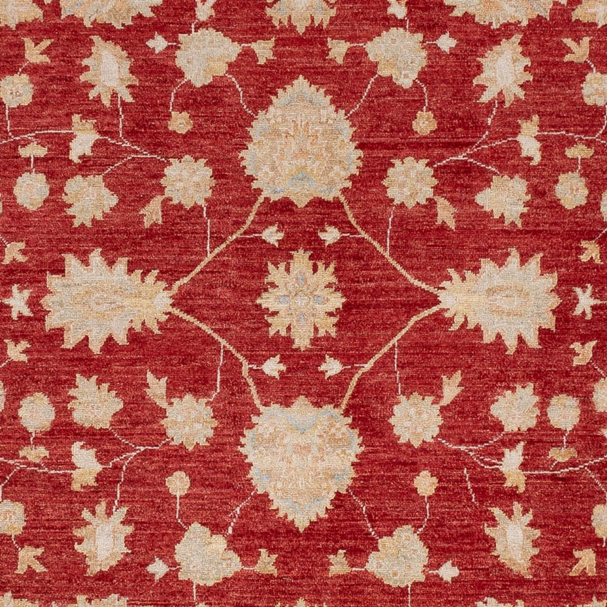 Ziegler Rug - 299 x 247 cm - red