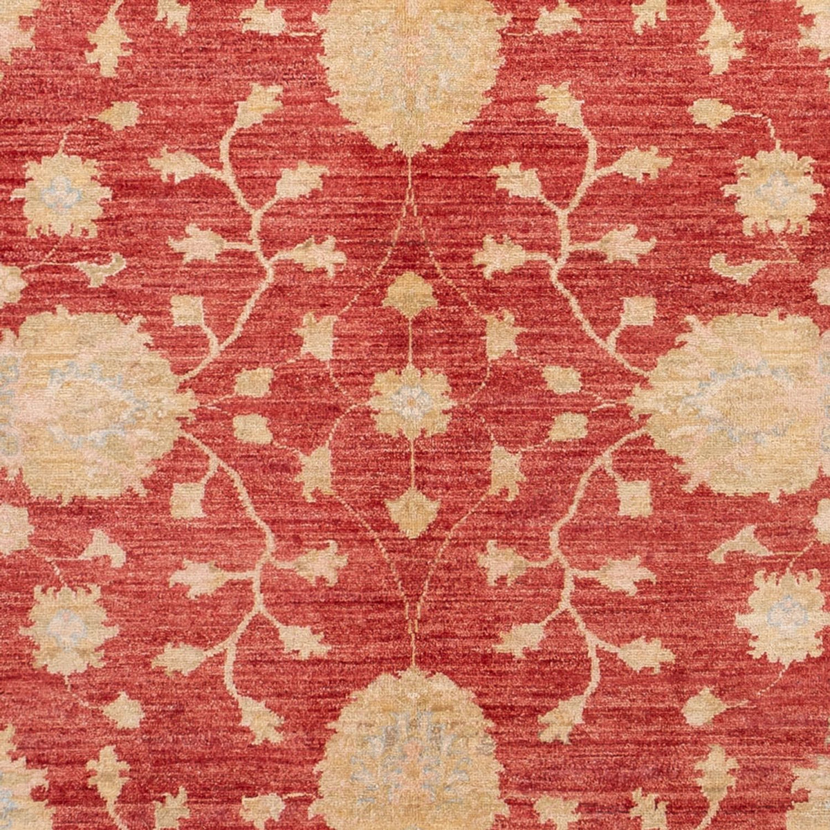 Ziegler Rug - 291 x 207 cm - red