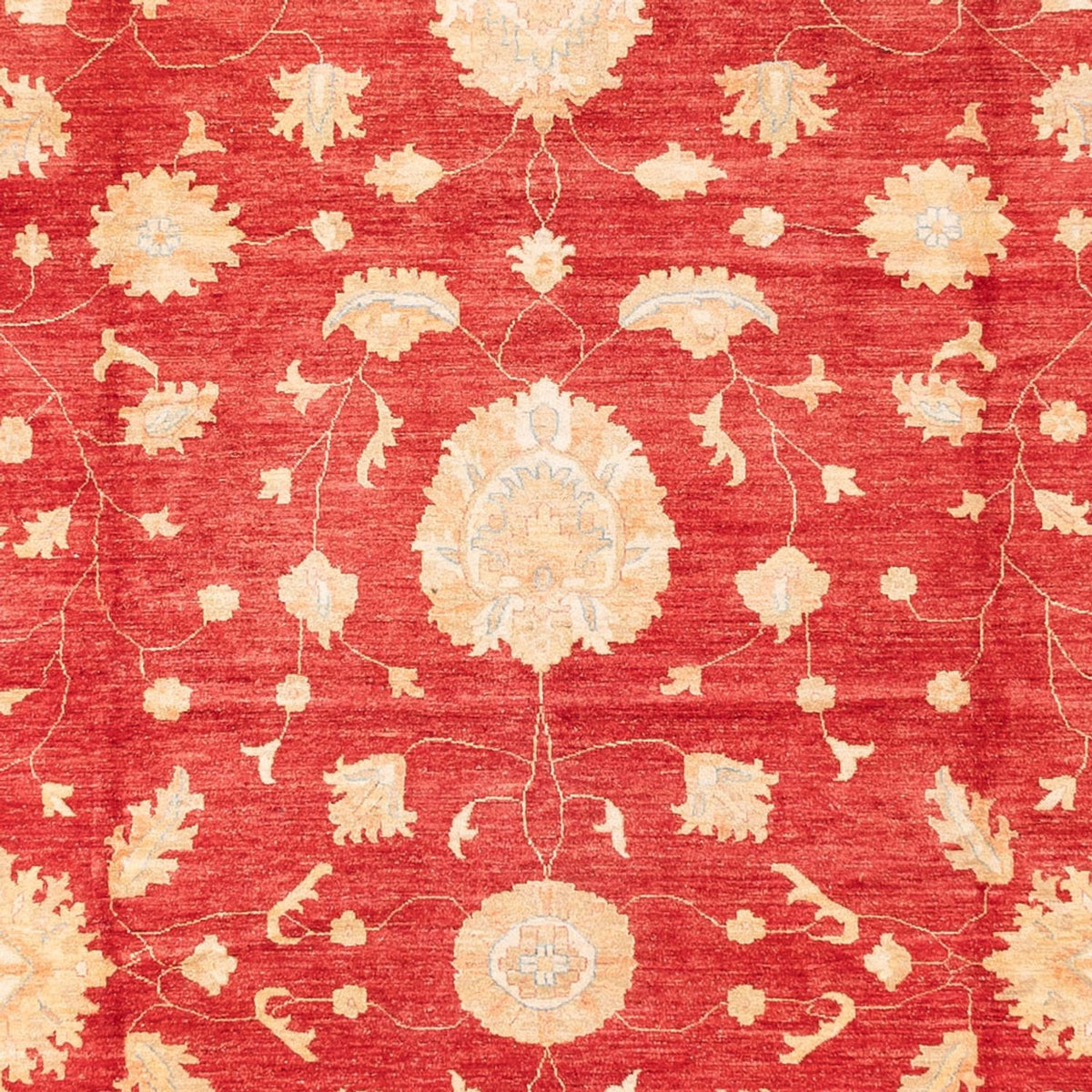 Ziegler Rug - 686 x 402 cm - red