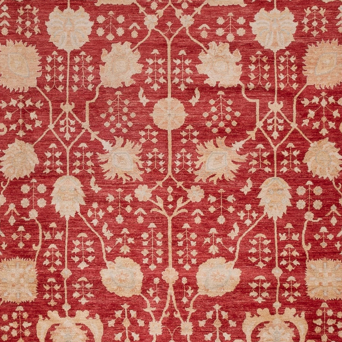 Ziegler Rug - 495 x 400 cm - red