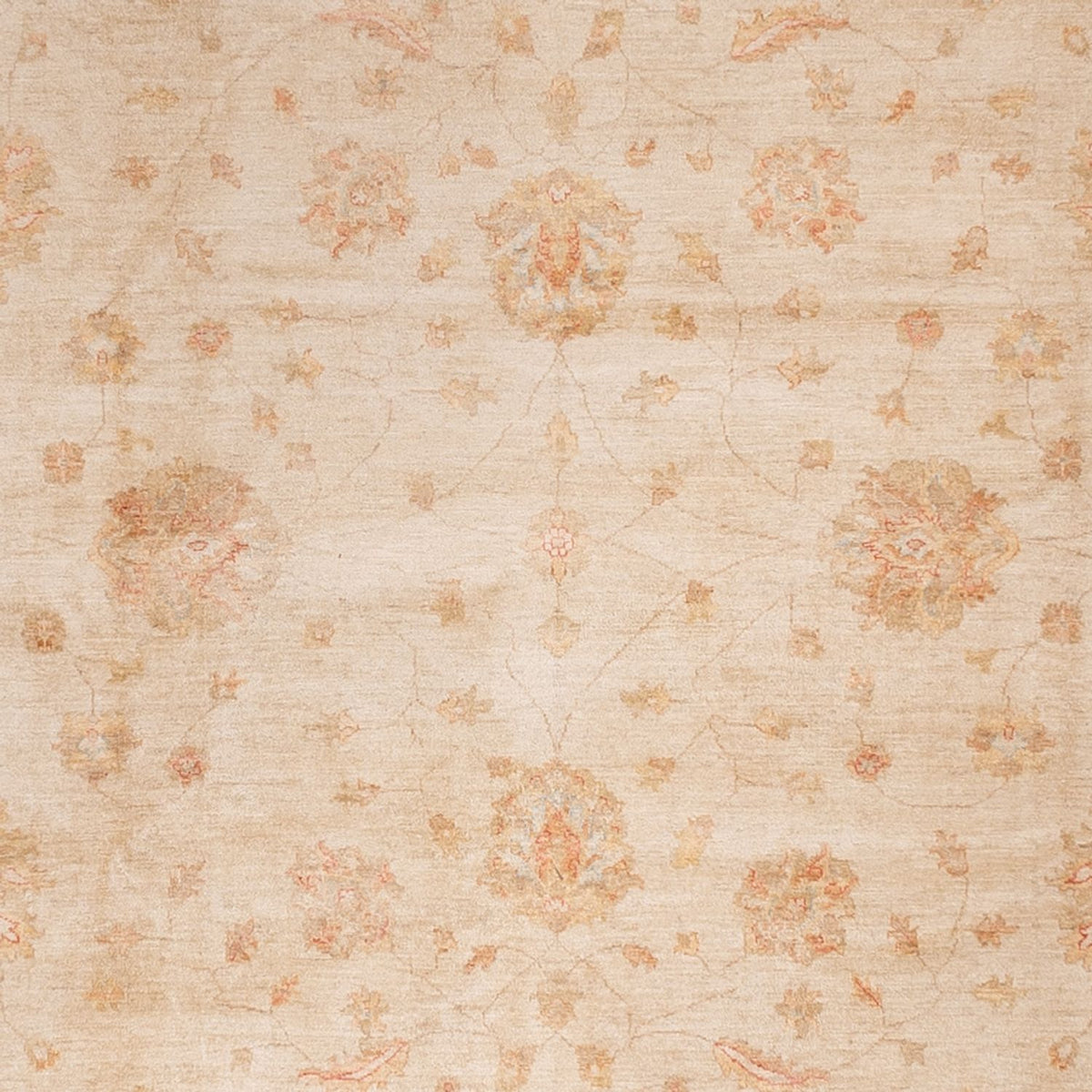 Ziegler Rug - 498 x 405 cm - beige