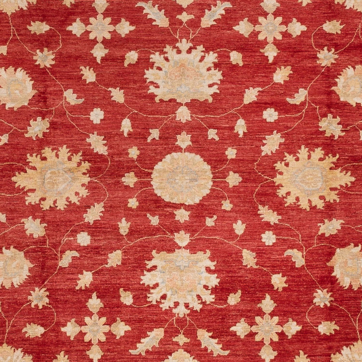 Ziegler Rug - 496 x 362 cm - red