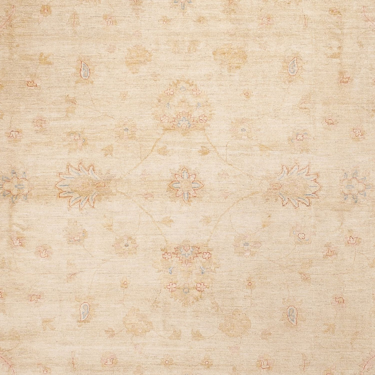 Ziegler Rug - 488 x 398 cm - beige