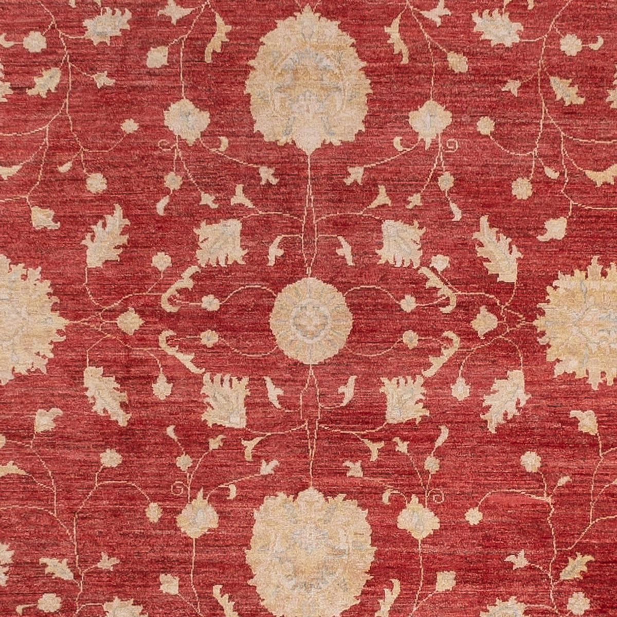 Ziegler Rug - 444 x 310 cm - red