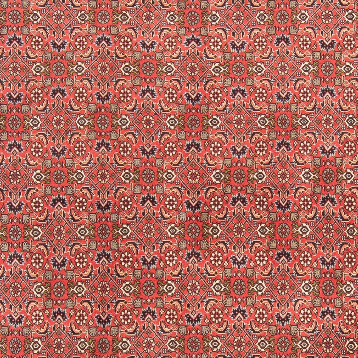 Perser Rug - Bidjar - 300 x 198 cm - red