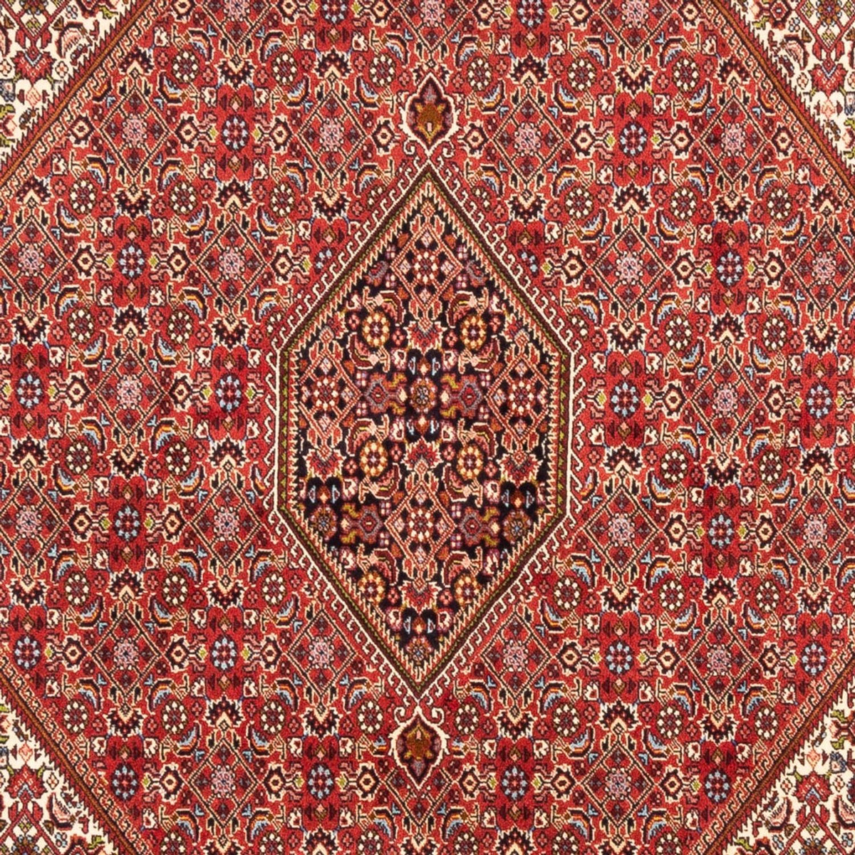 Perser Rug - Bidjar - 247 x 172 cm - red