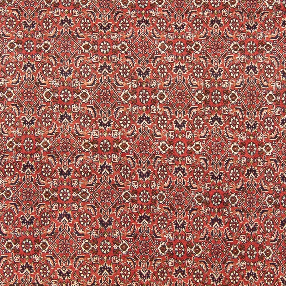 Perser Rug - Bidjar - 305 x 200 cm - red