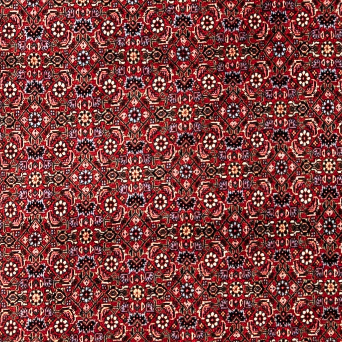 Perser Rug - Bidjar - 331 x 254 cm - red