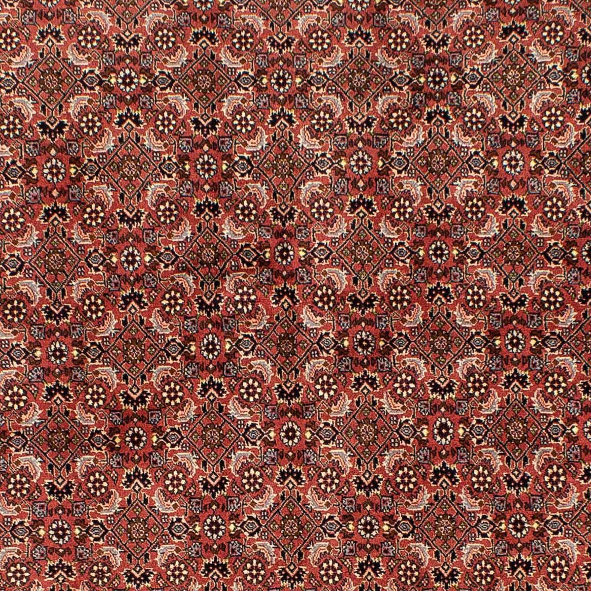 Perser Rug - Bidjar - 244 x 172 cm - dark red