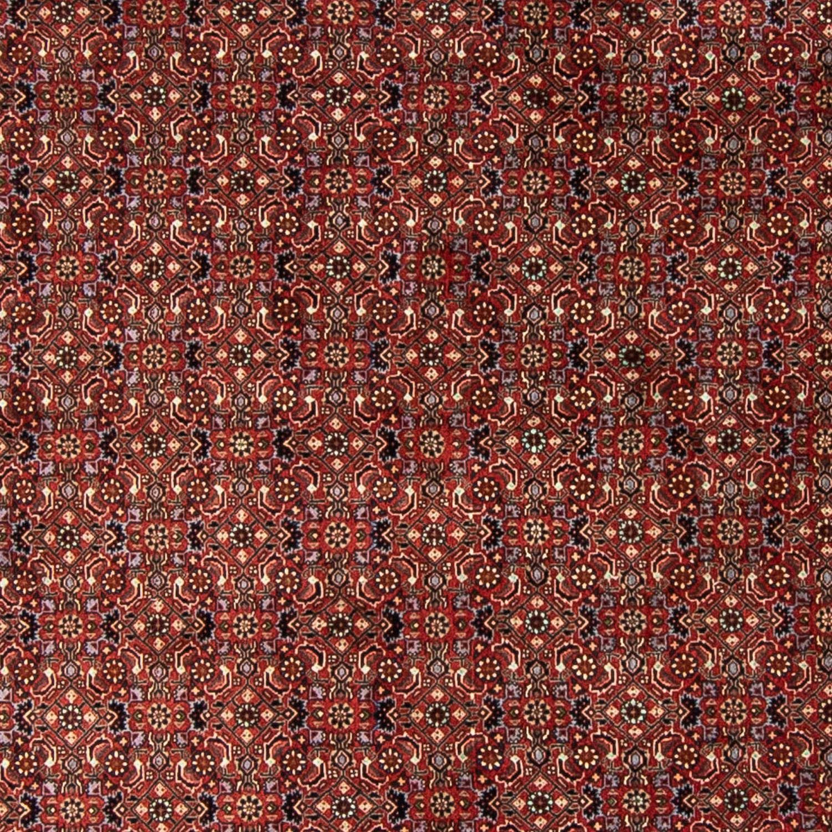 Perser Rug - Bidjar round  - 250 x 250 cm - dark red