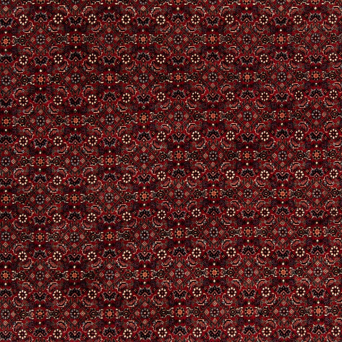Perser Rug - Bidjar square  - 212 x 205 cm - dark red
