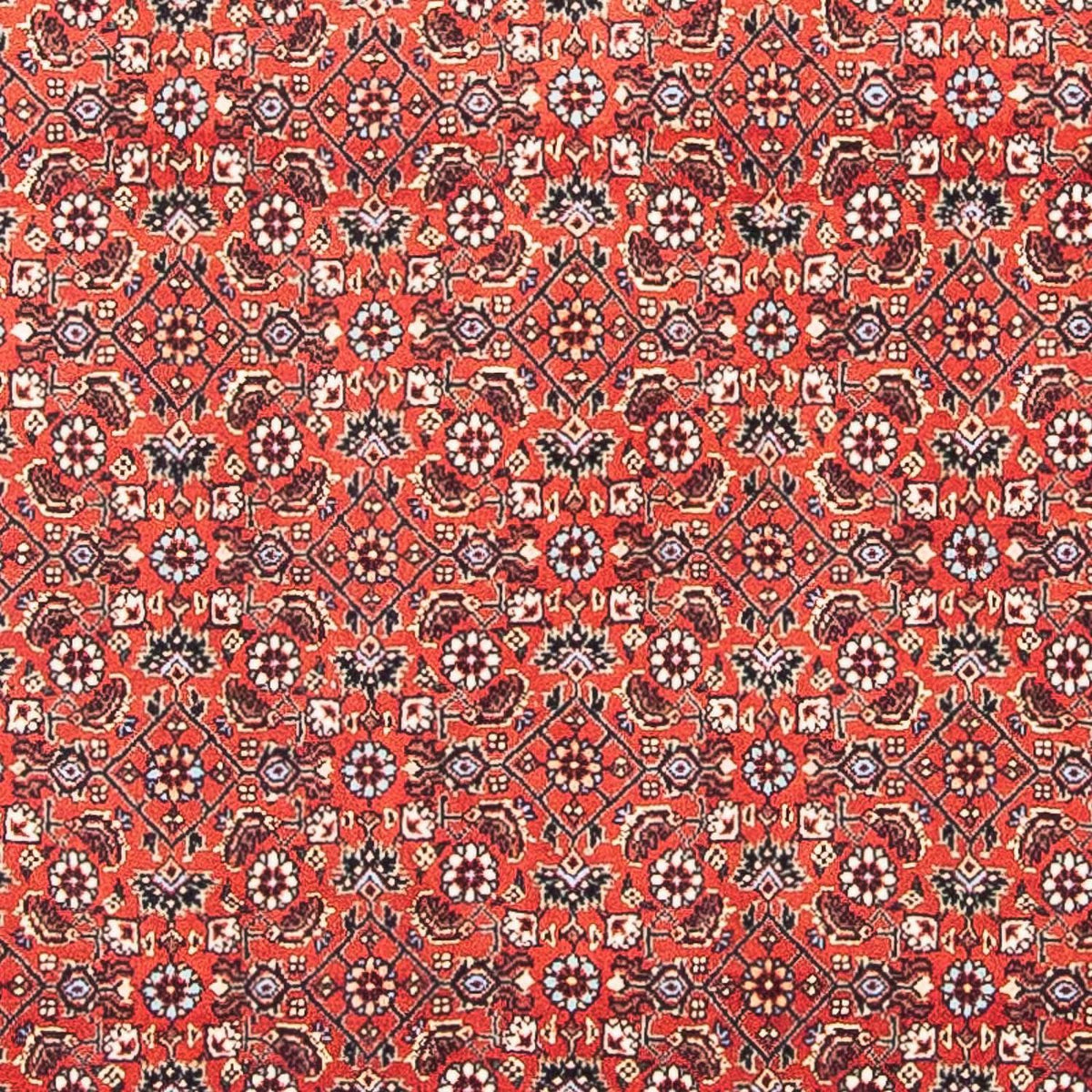 Perser Rug - Bidjar square  - 97 x 95 cm - red