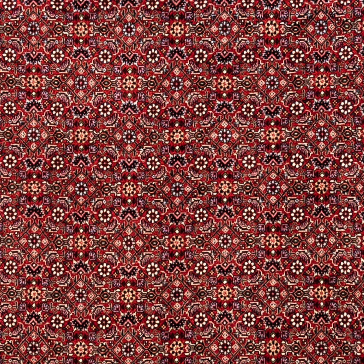 Perser Rug - Bidjar - 340 x 248 cm - red