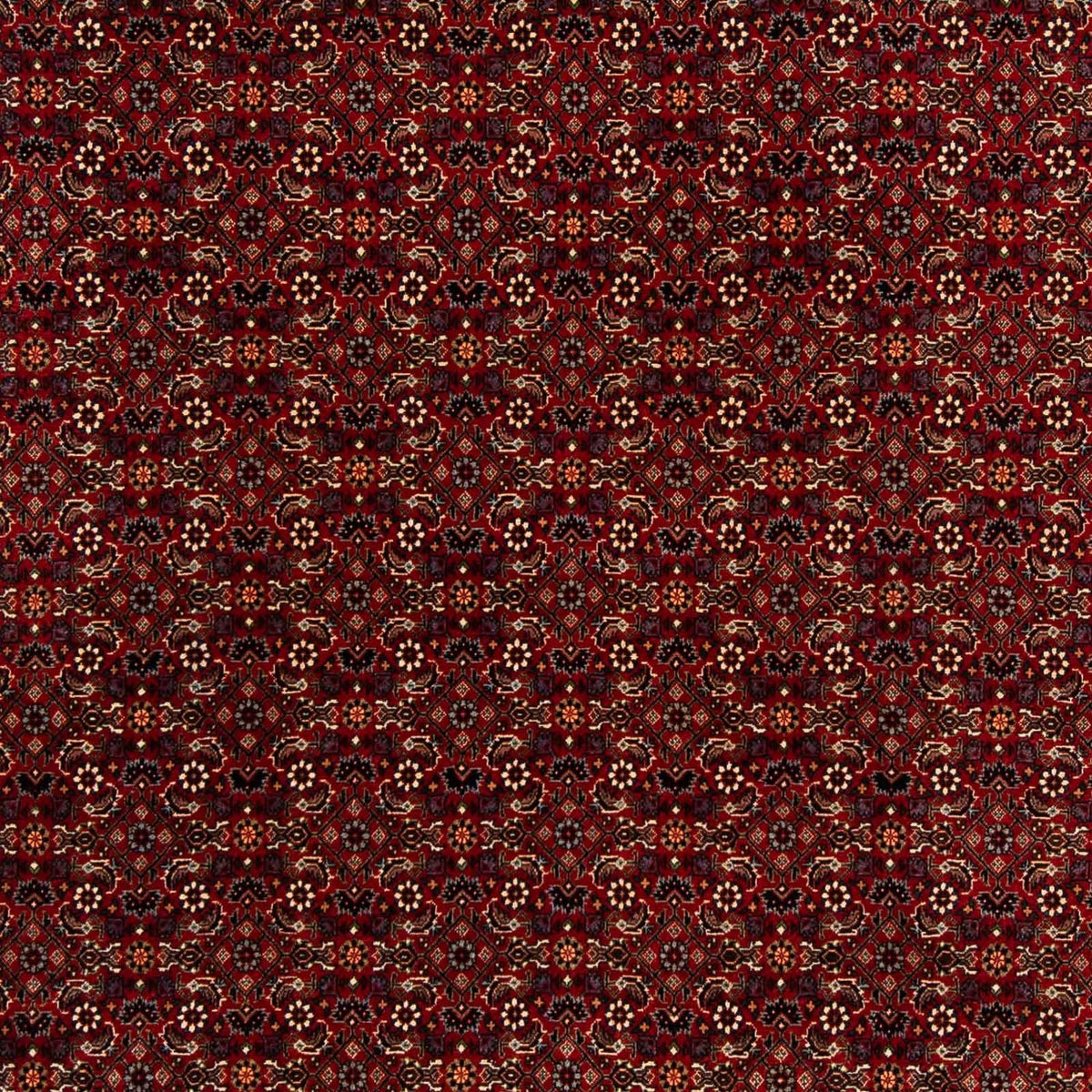 Perser Rug - Bidjar square  - 207 x 200 cm - dark red