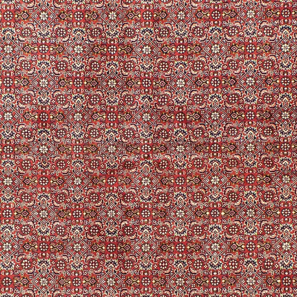 Perser Rug - Bidjar - 245 x 170 cm - light red