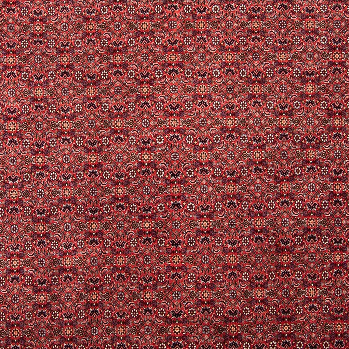 Perser Rug - Bidjar - 296 x 250 cm - dark red