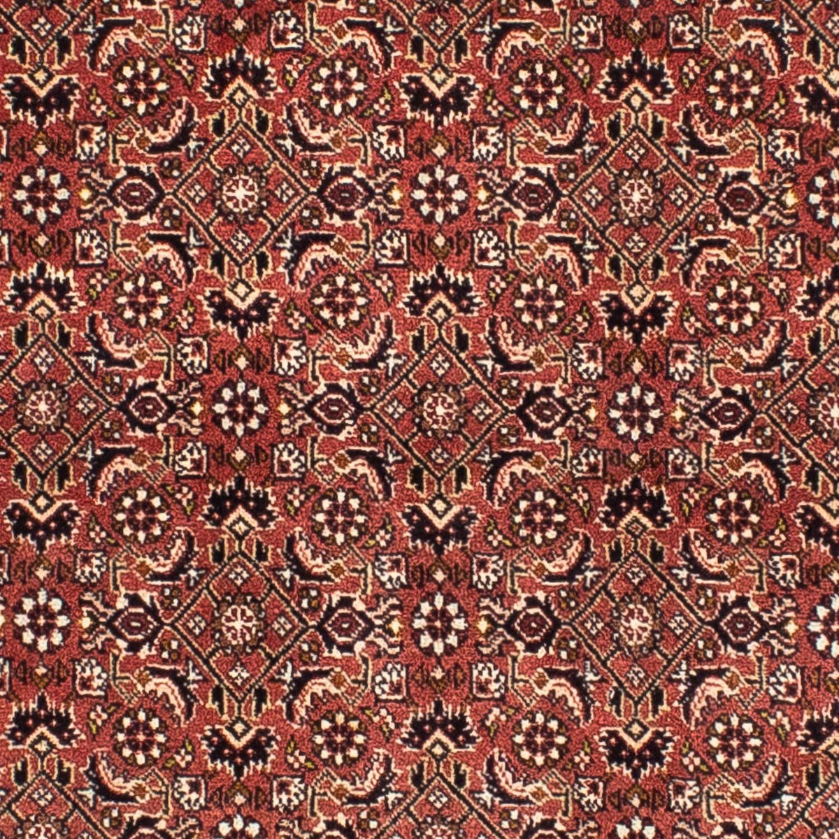 Perser Rug - Bidjar square  - 200 x 195 cm - light red
