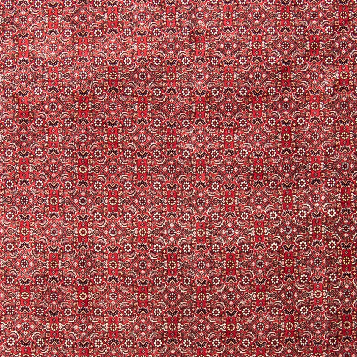 Perser Rug - Bidjar - 340 x 255 cm - light red
