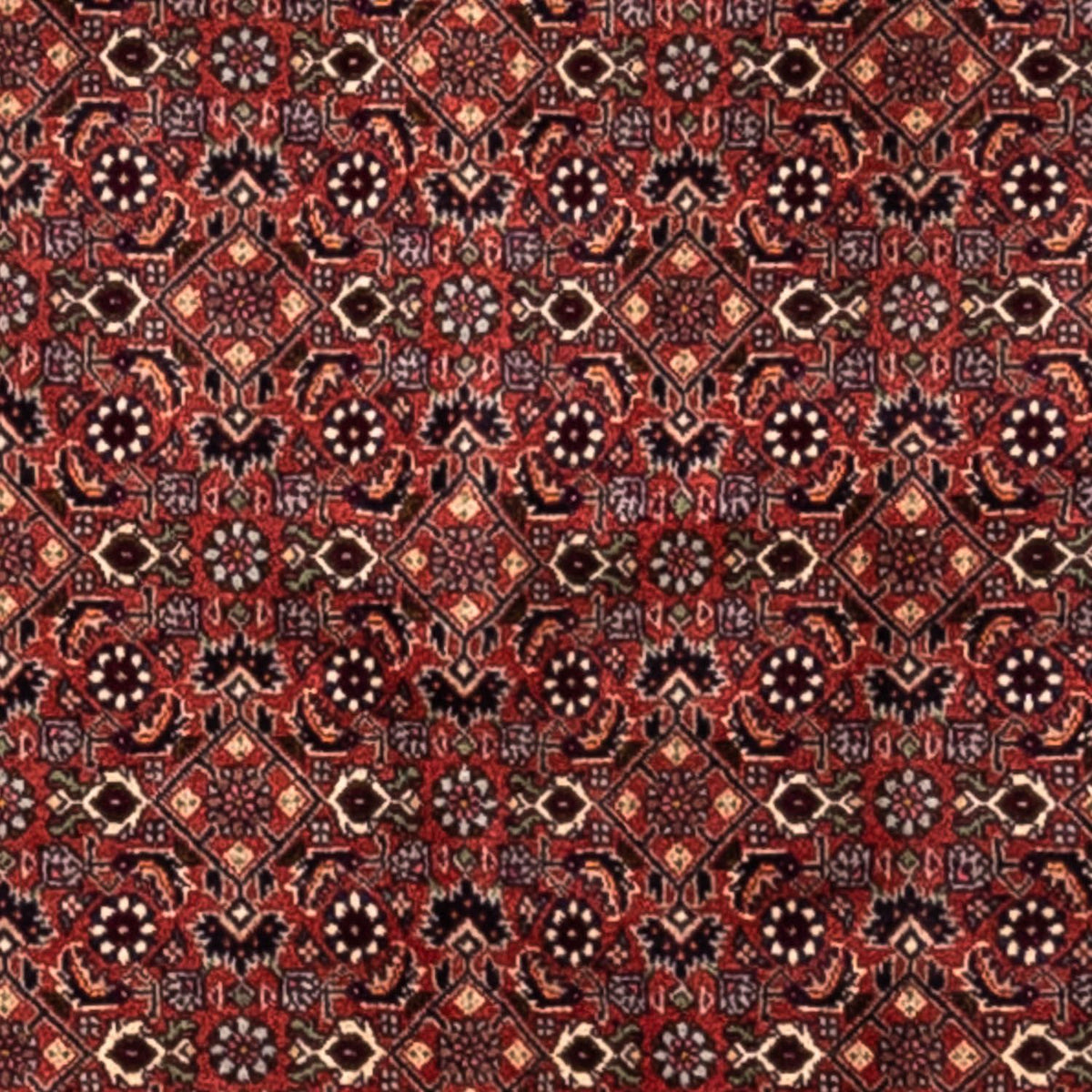 Perser Rug - Bidjar - 293 x 200 cm - red