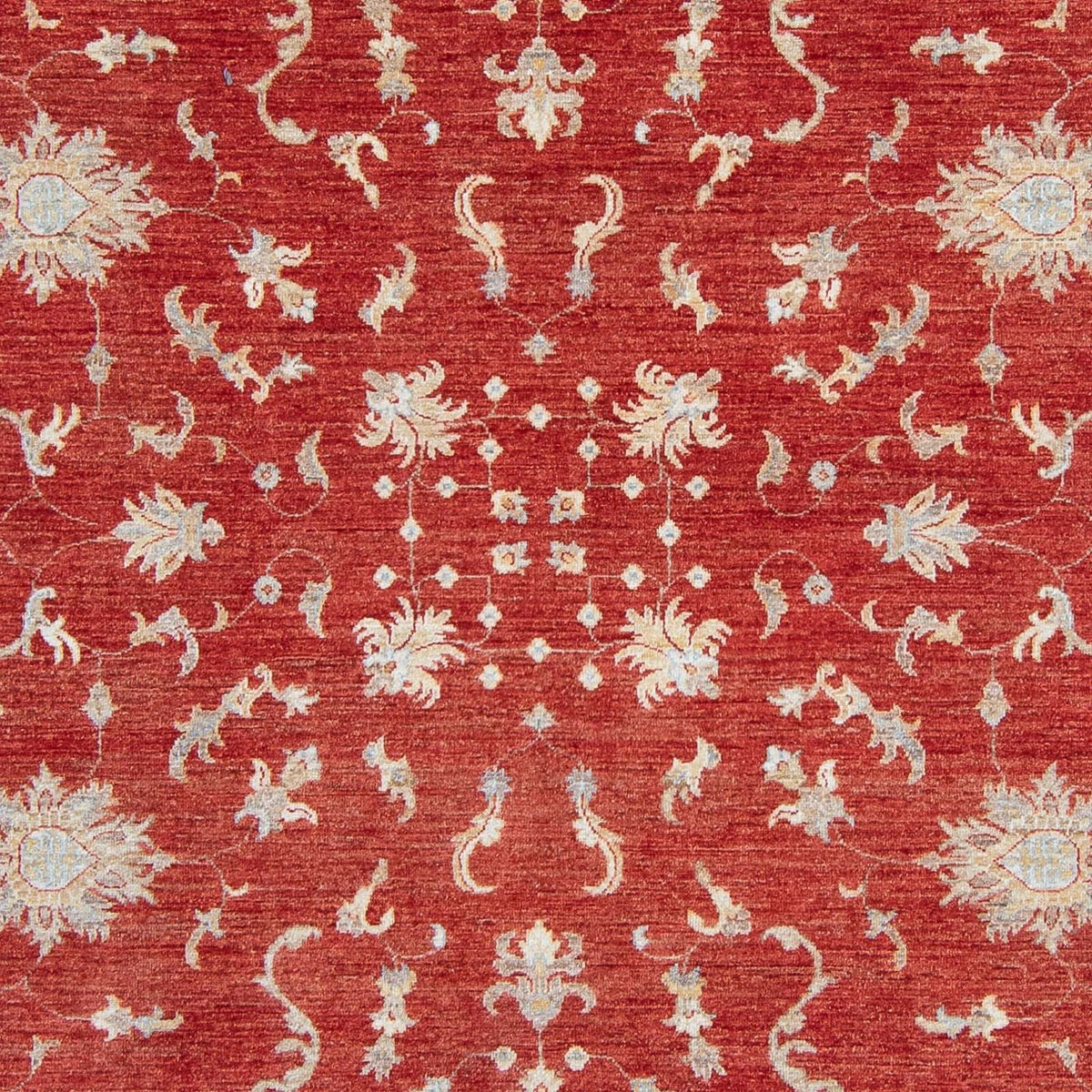 Ziegler Rug - 292 x 242 cm - red