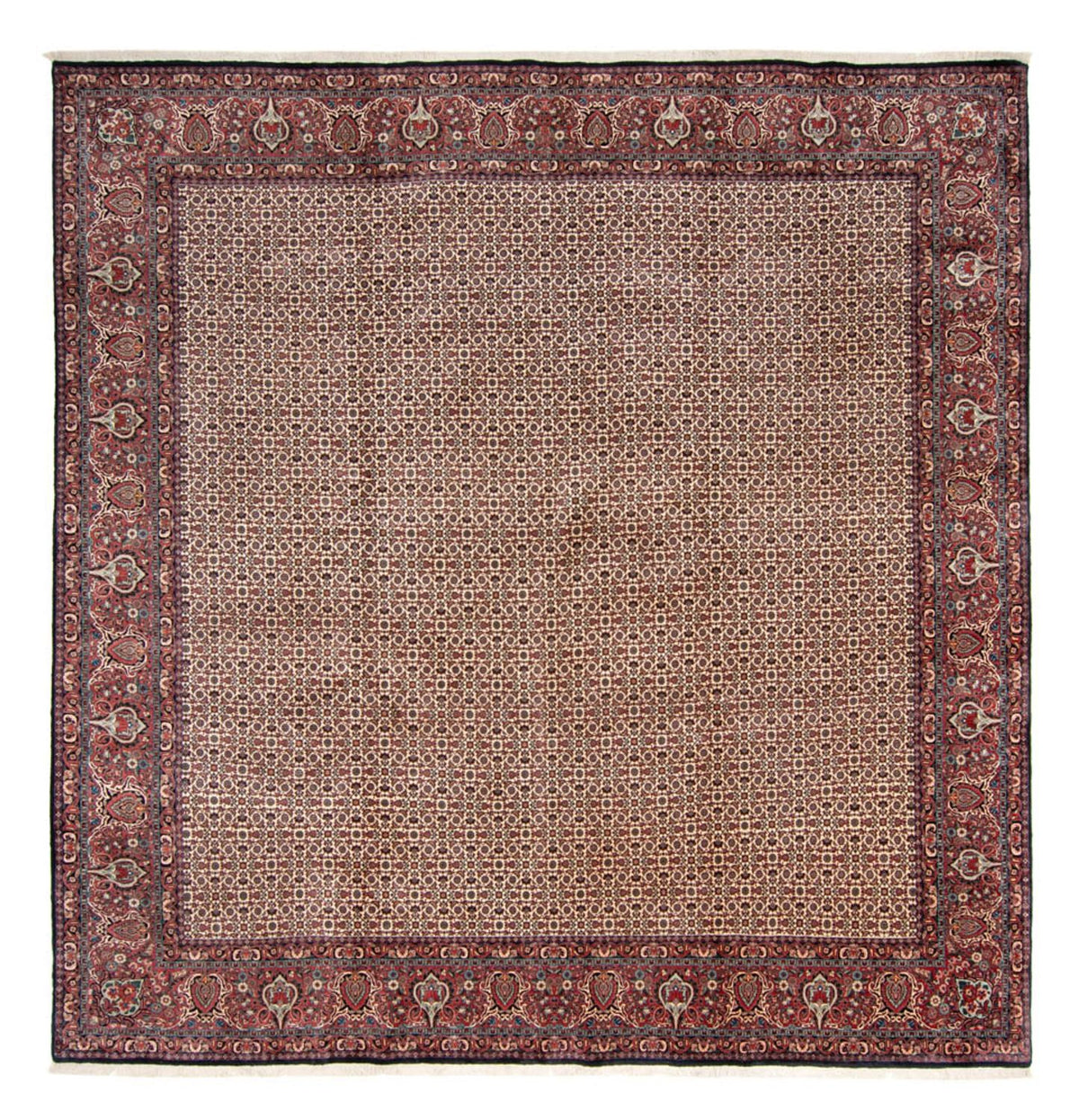Perser Rug - Bidjar square  - 366 x 348 cm - beige